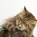 Cum ingrijim dantura pisicii?