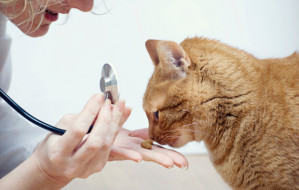 pisica la veterinar