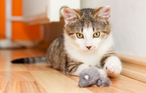 cat-playing-with-mouse-toy