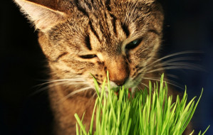 de ce mananca pisica iarba