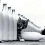 Laptele in dieta pisicii: recomandat sau de evitat?