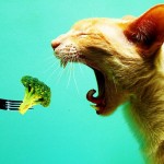De ce nu poate fi o pisica vegetariana